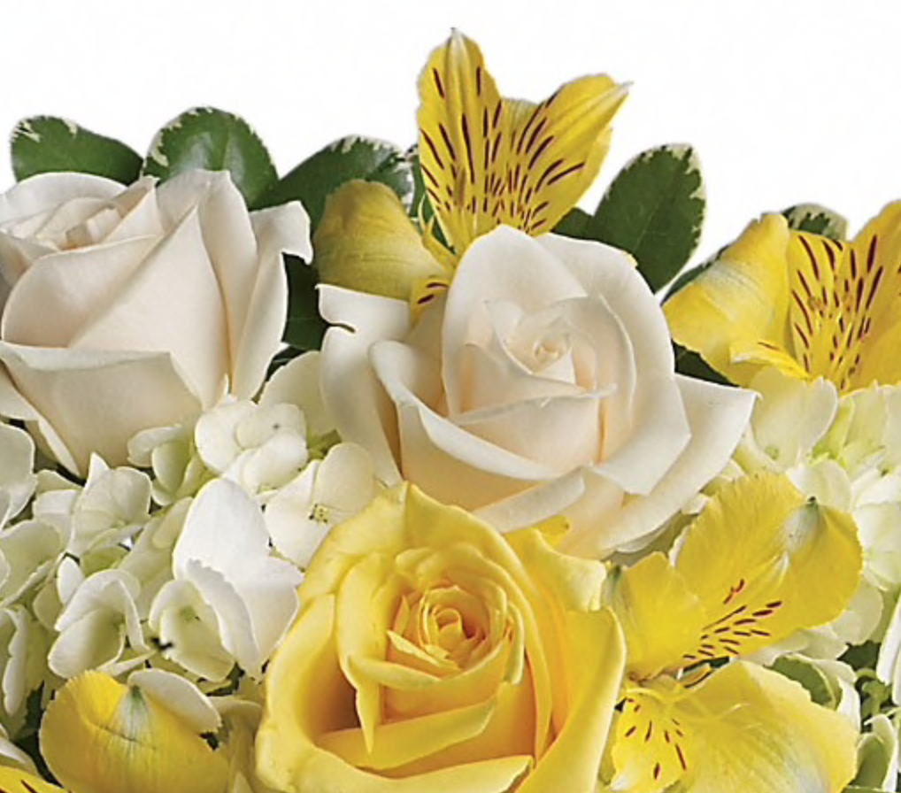 yellow and white flowers