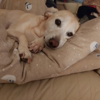 White doggie laying down