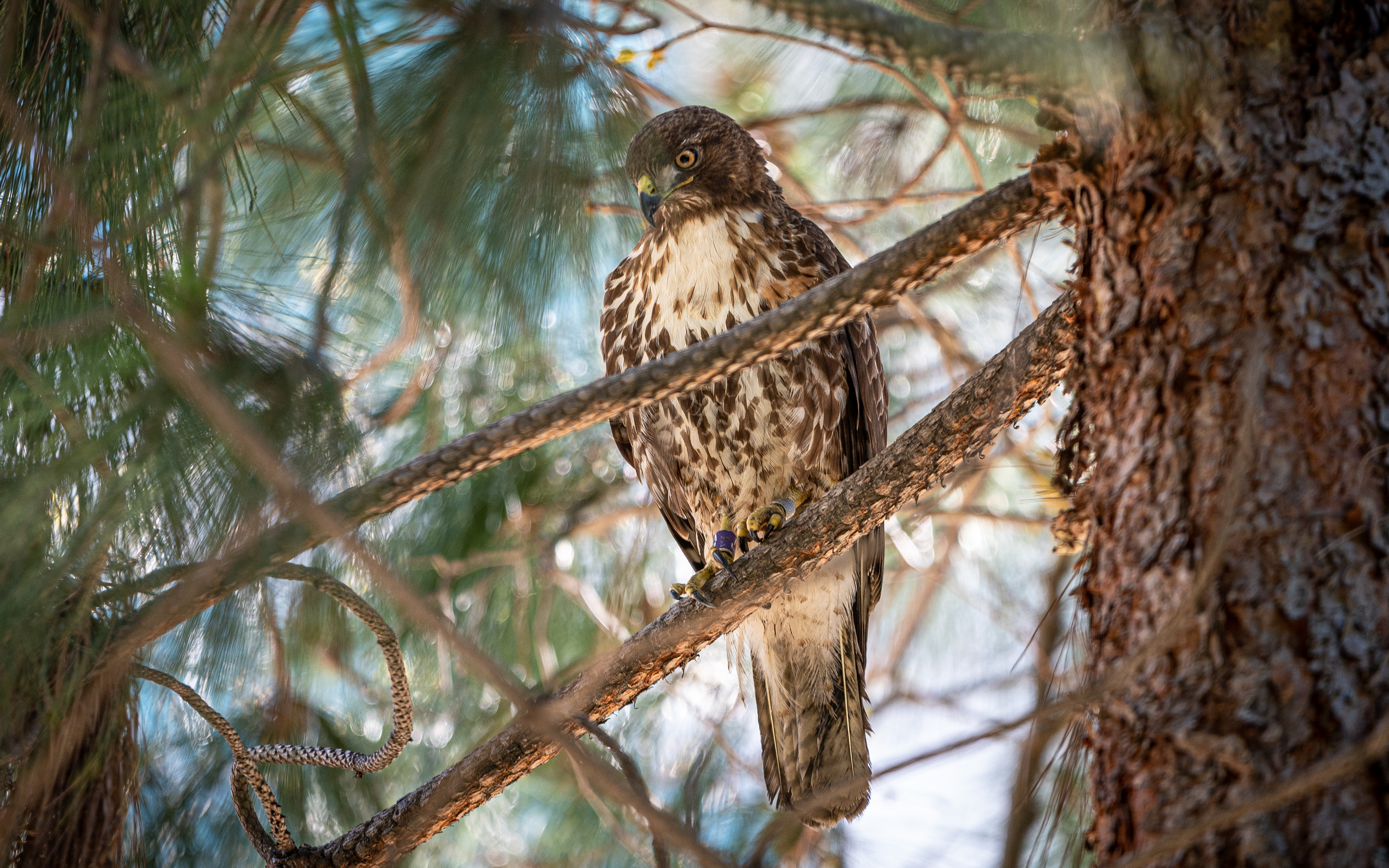 Hawk on a tree