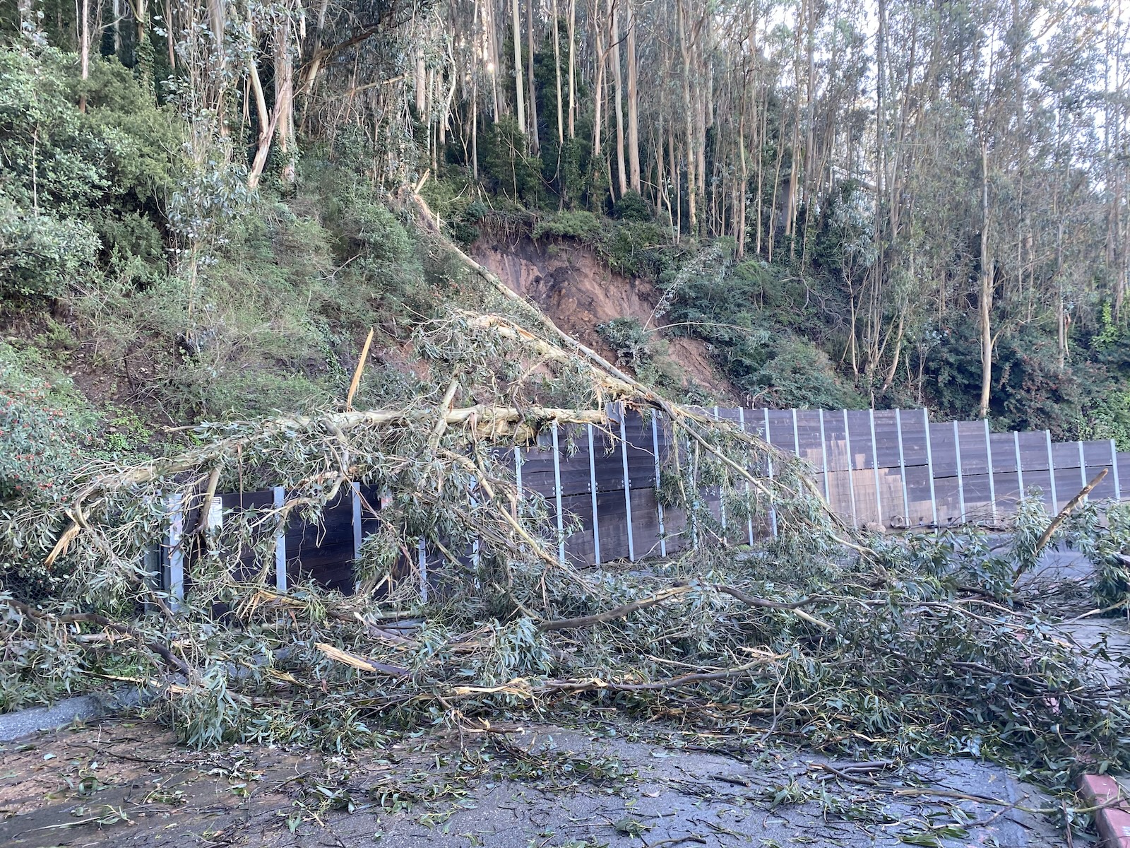 Downed trees drape over fence along Nike trail