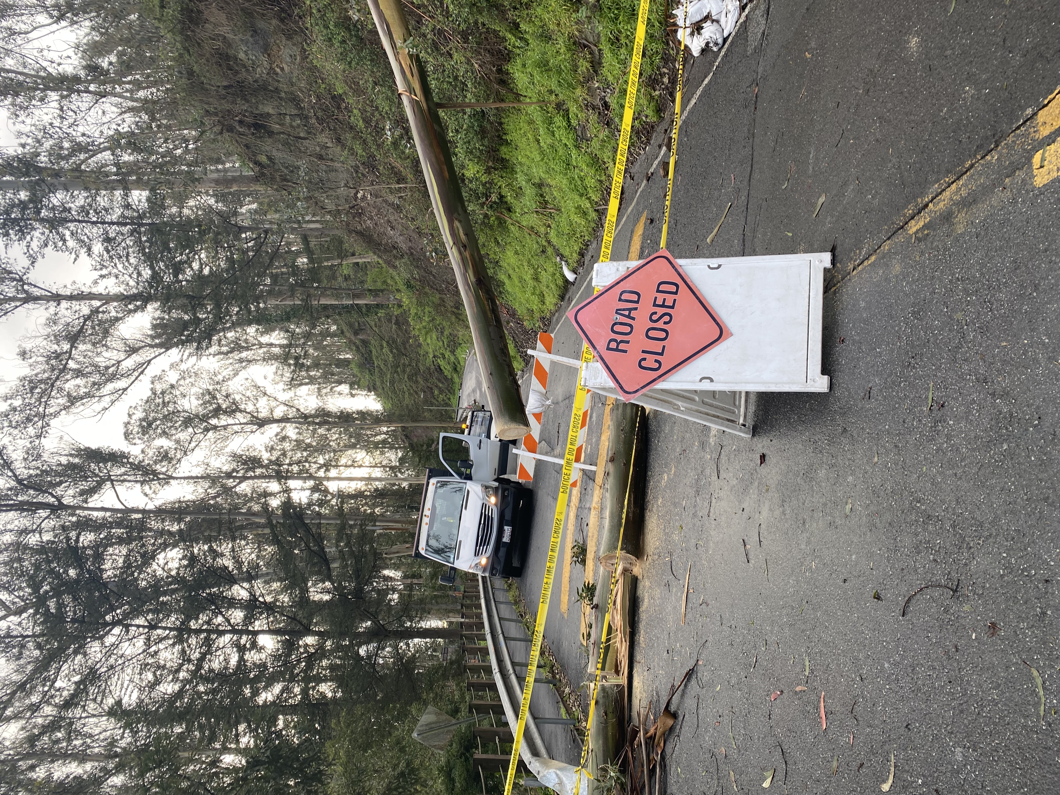 Tree removal at Mount Sutro.