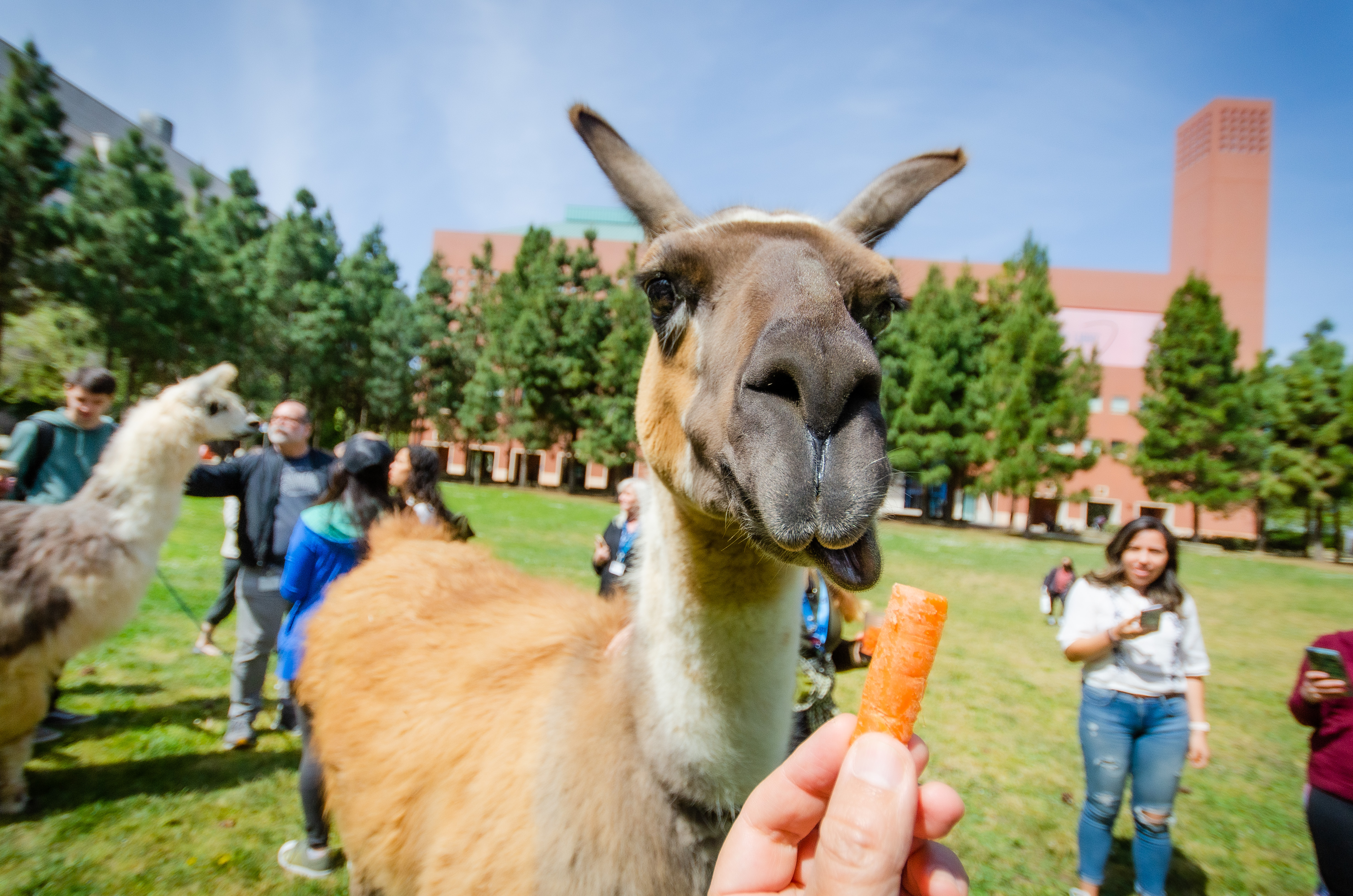 close up photo of a team member feeding carrots to a llama outdoors at mission bay