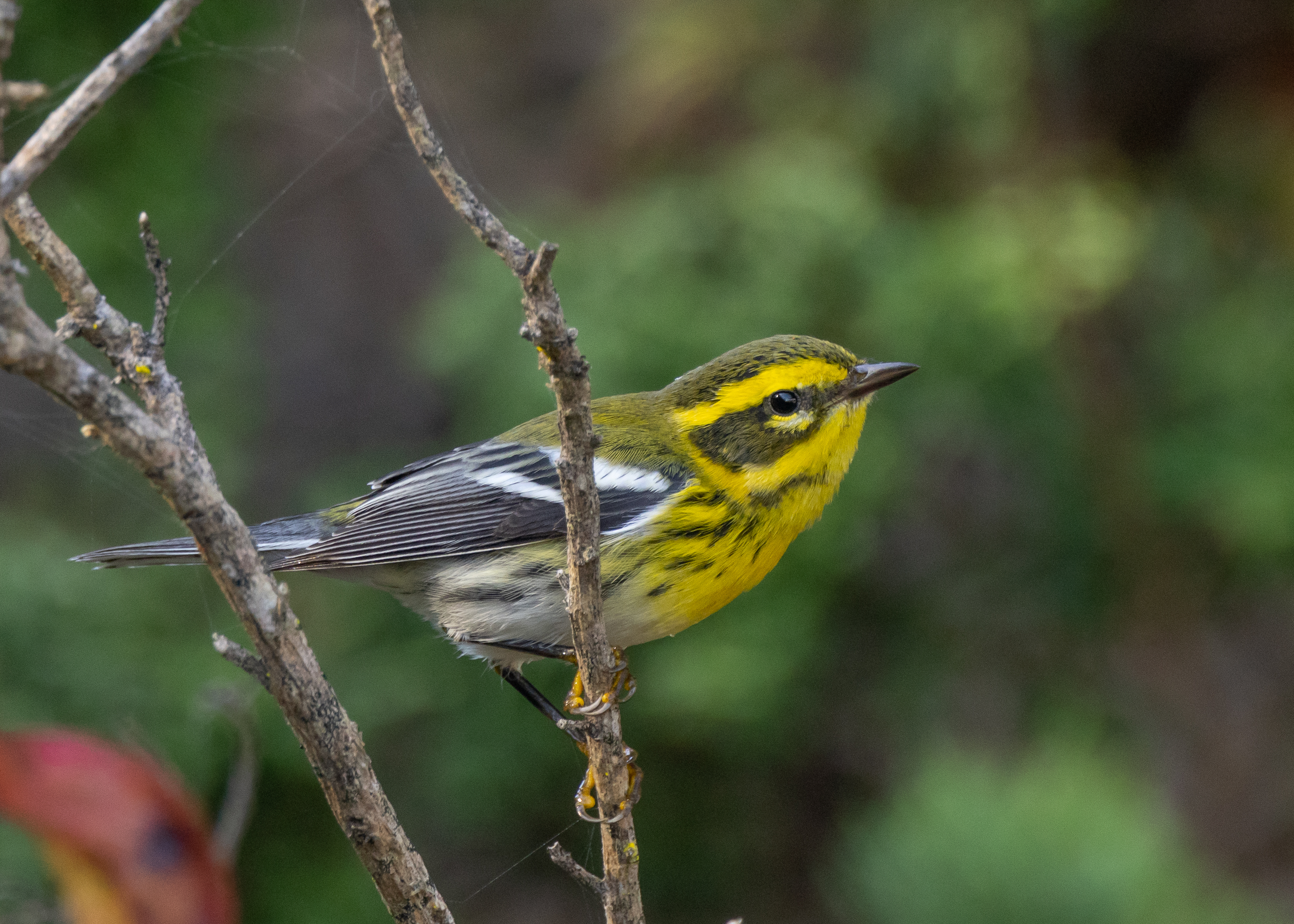 Yellow Townsend's Warbler bird. 