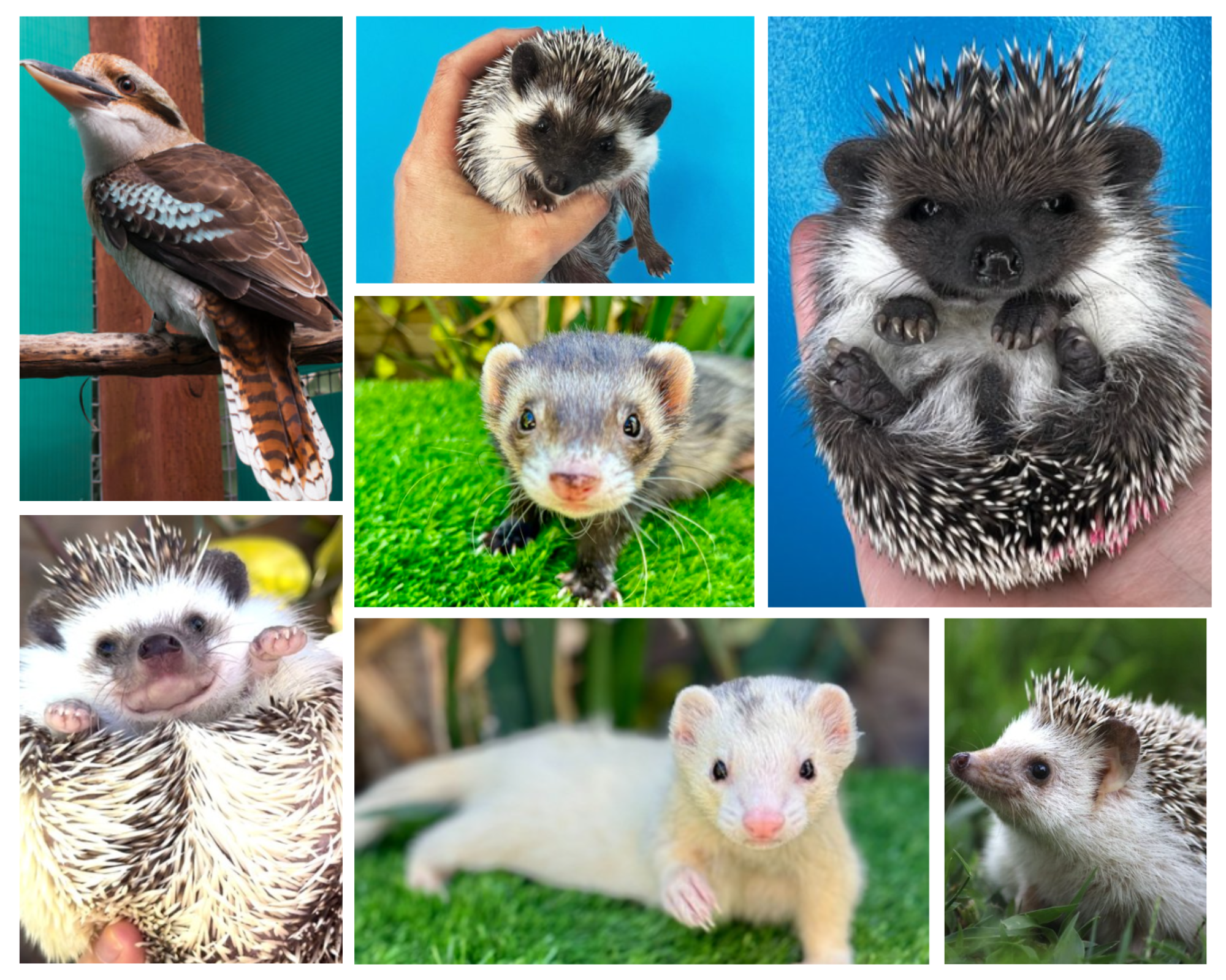 Collage of adorable animals including hedgehogs, ferrets and a bird.