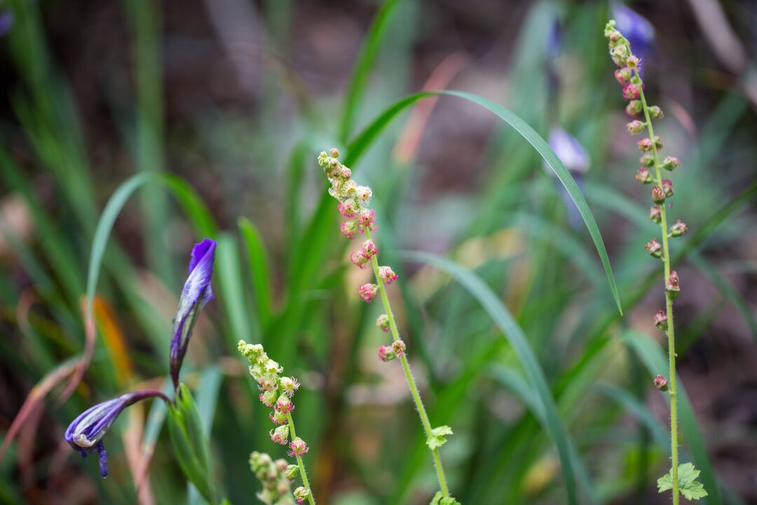 Fringecup (Tellima grandiflora) blooming on Mt. Sutro Stewards in the Spring.