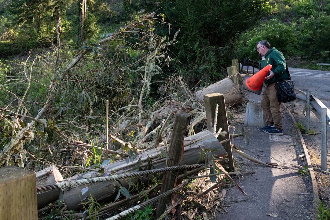 Trees down at Mout Sutro