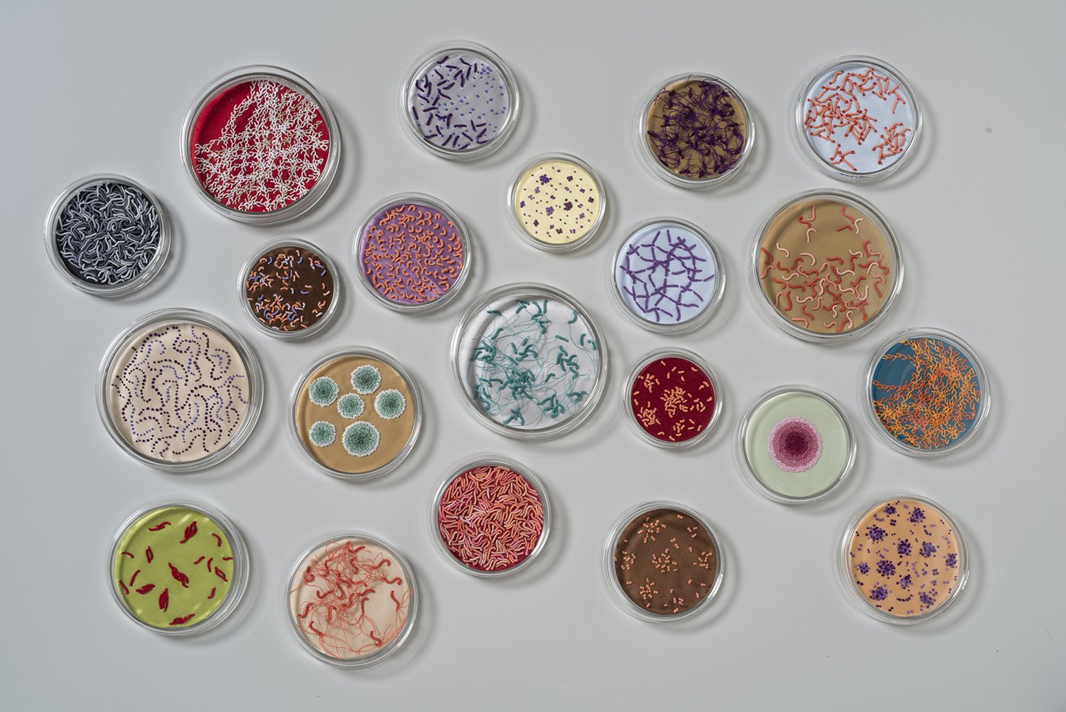 An assortment of pitri dishes with embroidered bacteria inside