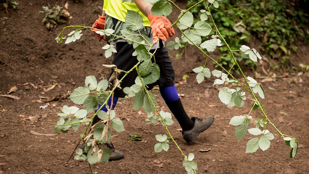 person carrying plants